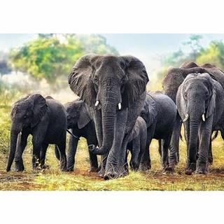 Trefl TREFL Puzzle Afričtí sloni 1000 dílků, značky Trefl